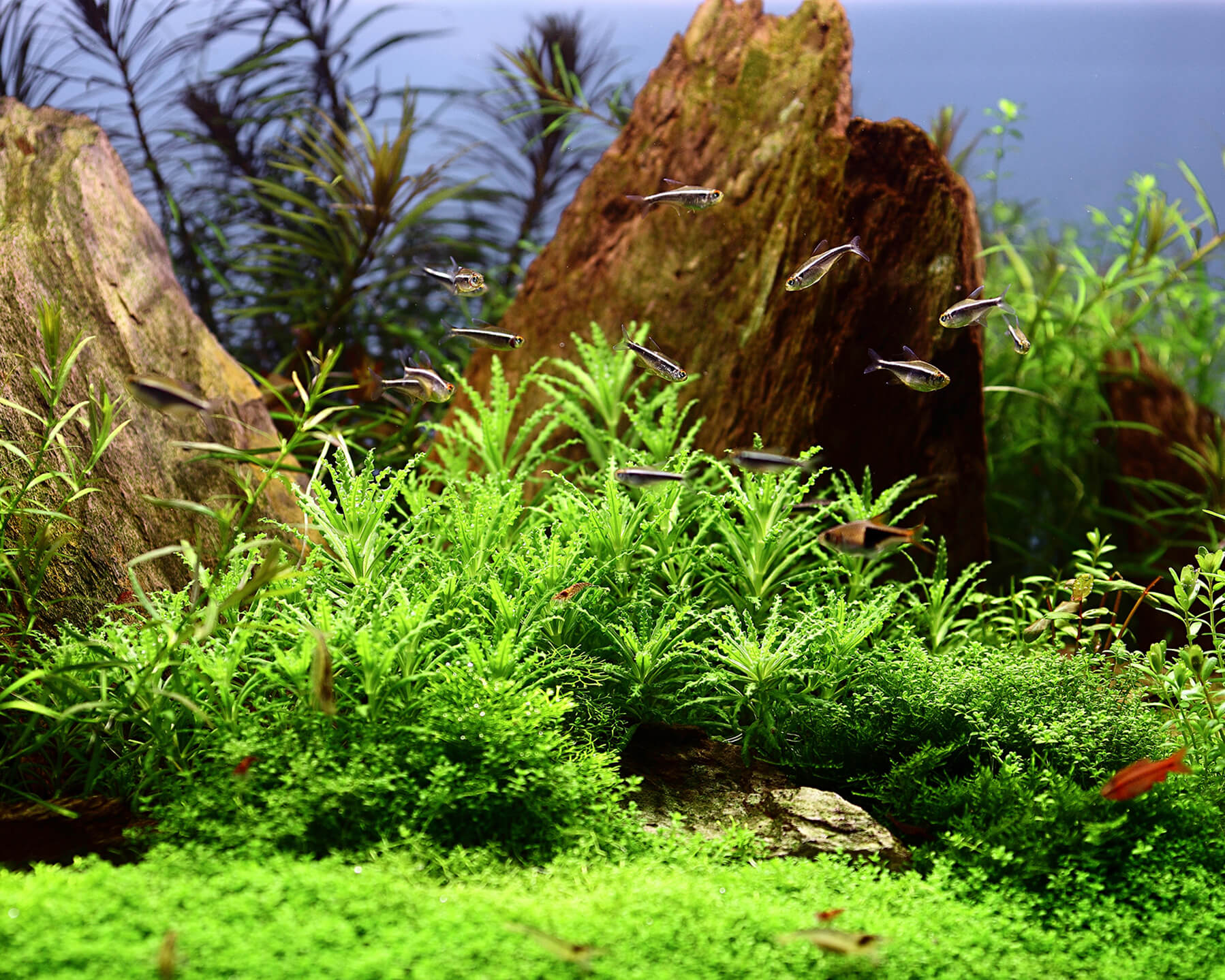 Pogostemon helferi (Small water star)